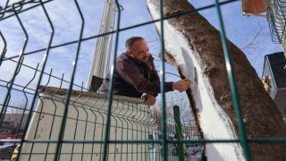 Uşakta 100 yıllık çınar ağacı bakımdan geçti