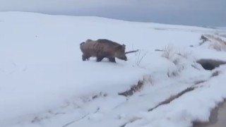 Vanda yaban domuzu görüldü