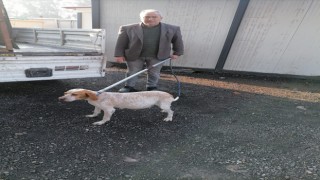 Vatandaşları rahatsız eden başıboş sokak köpekleri toplandı