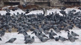 Yem kapmak için birbiriyle yarışan güvercinler görsel şölen oluşturdu