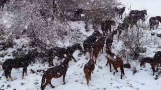 Yılkı atlarının sürü halinde karlar içinde dolaşması güzel ve muhteşem görüntüler ortaya çıkardı