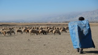 Zemheri ayında güneşli hava, küçükbaş hayvanları yeniden meralara çıkardı