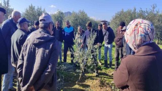 Zeytin budamayı uygulamalı öğrendiler