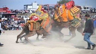 10. Salihli Deve Güreşleri Festivali yapıldı