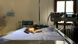 2 aylık kedi başarılı operasyonla hayata tutundu