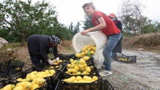 200 bin ton rekolte beklenen limonda çiftçiye önemli destek