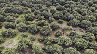 46 şehirden gelen 200 gönüllü enkaz kentte narenciye hasadında