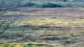 Aç kalan ayı fındık bahçesinde görüntülendi