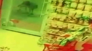 Aç kalan kurt, köpeğe saldırdı