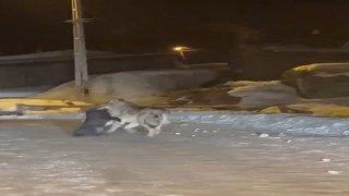 Aç kalan kurt, köpeği sürükleyerek götürdü