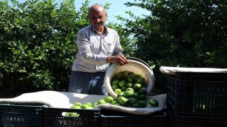 Narenciye üreticisi endişeli: Akdeniz sineğinden daha tehlikeli