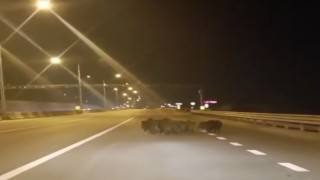 Anayola çıkan domuzlar, sürücülere zor anlar yaşattı