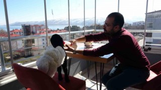 Annesinin reddettiği kuzuya bebek şefkati