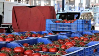Antalyada Ocakta domates miktarı geçen aya göre yüzde 8,9 arttı