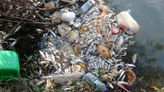 Antalyada sulama kanalındaki balık ölümleri endişelendiriyor