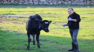 Aydında yürütülen Dişi sperma projesi hayvancılığa can veriyor