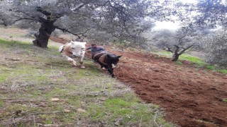 Aydının dağlarında atlar, çiftçinin imdadına yetişiyor