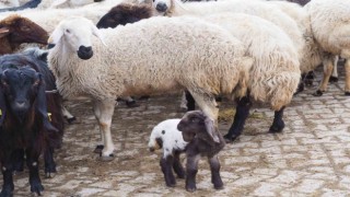 Baharı müjdeleyen kuzular doğmaya başladı
