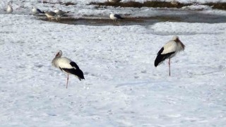 Havalar leyleklerin göçünü de olumsuz etkiledi