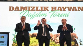 Balıkesir Büyükşehir Belediyesi, Savaştepede 550 küçükbaş dağıttı