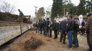 Balıkesir Büyükşehirden üreticilere meyve fidanı desteği