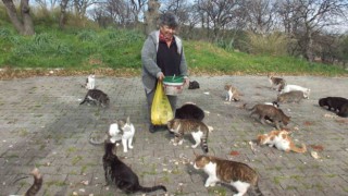 Balıkesirde emekli hemşire 20 yıldır sokak kedilerini besliyor