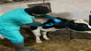 Beyşehirde hayvan hastalıklarıyla mücadele çalışmaları sürüyor