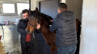 Beyşehirde rahvan atlara sağlık taraması