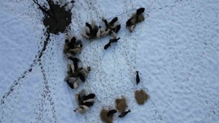 Beytüşşebapta hayvanlar kar üstünde yemleniyor
