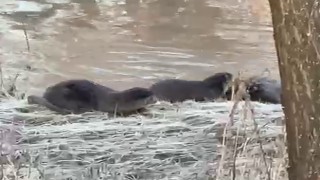 Biri bile görülemezken üçü bir arada görüntülendi