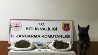 Bitliste 10 kilo 200 gram skunk maddesi ele geçirildi