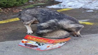 Bolu Dağında yiyecek arayan köpek kafasını tenekeye sıkıştırdı