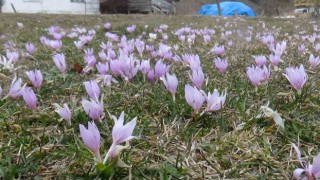 Bolu'da mevsimler karıştı: Bahar çiçekleri açtı