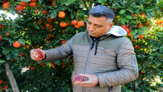 Adana'da "kan" kırmızısı portakal büyük rağbet görüyor