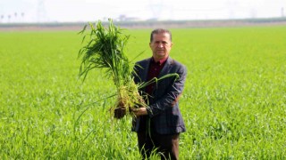 Buğday üreticisi bu sene umutlu