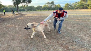 Burdurda köpek dövüşü yaptıranlara yönelik operasyon görüntüleri ortaya çıktı