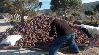 Burhaniyede kozalak hasadı tamamlandı