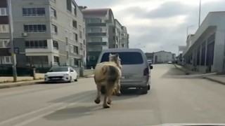 Bursada tepki çeken görüntü: Atı aracın arkasına bağlayıp koşturdu