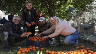 Büyükşehir turunçları reçele dönüştürüyor