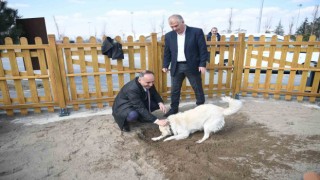 Büyükşehirin köpek eğitim parkuru Mİllet Bahçesinde hizmete hazır
