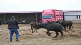 Çivrilin büyük umutlarla kurulan çiftlikteki mandalar satıldı