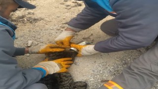 Çöp kovasında kafası konserve kutusuna sıkışmış halde gördüler, işi gücü bırakıp yardıma koştular