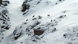 Dağ keçileri Munzur Dağlarına renk katıyor