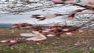 Denizlide Şubat ayında ağaçlar çiçek açtı