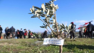 Depremde vefat eden 25 bin insanın ismi zeytin ağaçlarında yaşatılacak