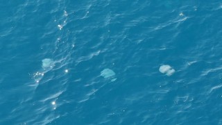 Dev denizanalarının sürü halindeki geçişleri dron ile görüntülendi