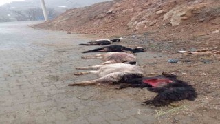 Diyarbakırda sokak köpekleri 15 keçiyi telef etti