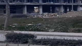 Elazığda aç kalan tilki şehir merkezine indi