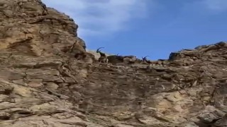 Elazığda dağ keçileri sürü halinde görüntülendi