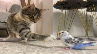 Erzurumda kedi ile muhabbet kuşunun dostluğu gülümsetiyor